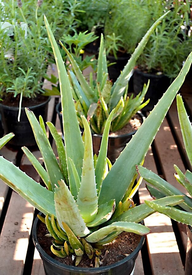 Aloe Vera