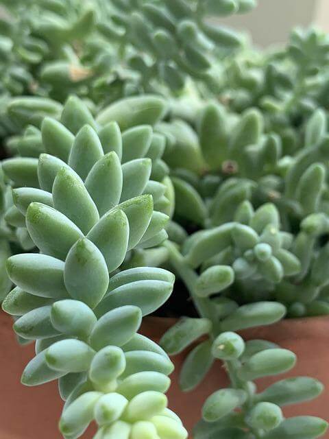 Donkey Tail Plant