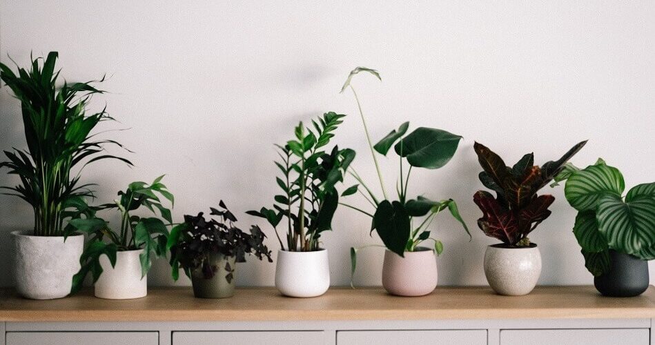 Indoor Plants