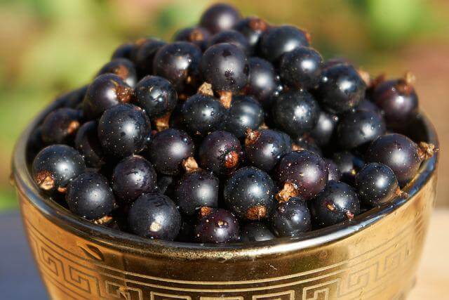 Jamun Benefits