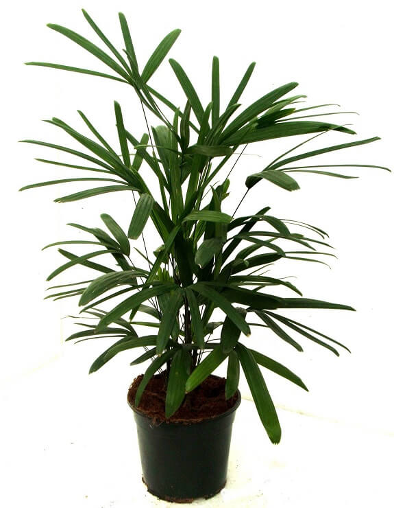 Lady Palm Plant