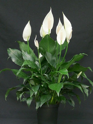 Peace Lily