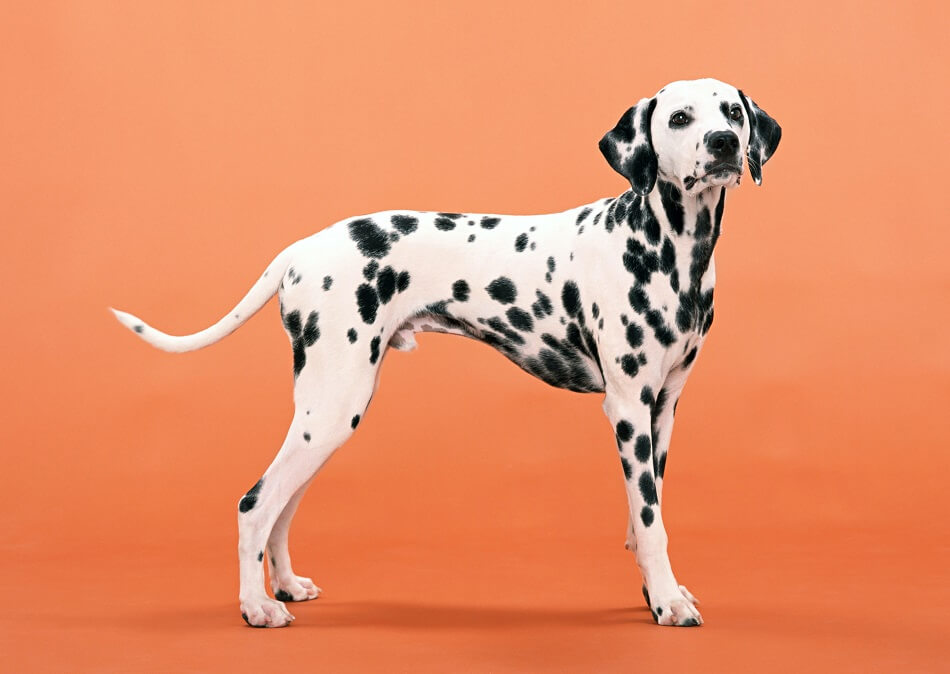 Dalmatian