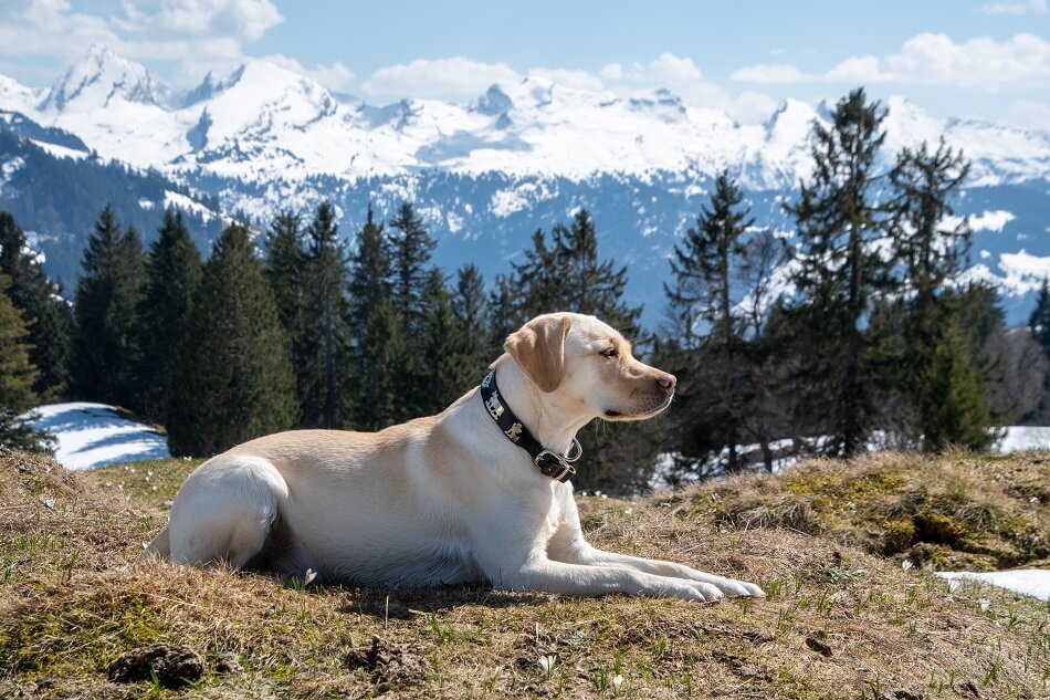 Labrador